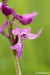 Vstavač mužský (Orchis mascula) 5 - NPR Úhošt
