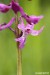 Vstavač mužský (Orchis mascula) 4 - NPR Úhošt