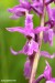 Vstavač mužský (Orchis mascula) 1 - NPR Úhošt
