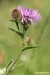 Chrpa úzkoperá (Centaurea stenolepis)2