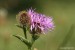 Chrpa úzkoperá (Centaurea stenolepis)1