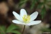 Sasanka hajní (Anemone nemorosa)13 - Bezručovo údolí
