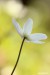 Sasanka hajní (Anemone nemorosa)9 - Bezručovo údolí
