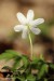 Sasanka hajní (Anemone nemorosa)8 - Bezručovo údolí