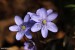 Jaterník podléška (hepatica nobilis)29 - Bezručovo údolí