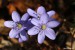 Jaterník podléška (hepatica nobilis)28 - Bezručovo údolí