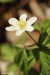 Sasanka hajní (Anemone nemorosa)7 - Bezručovo údolí