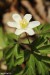 Sasanka hajní (Anemone nemorosa)14 - Bezručovo údolí