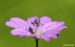 Kakost Pyrenejský (Geranium pyrenaicum)1