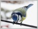 Sýkorka modřinka (Parus caeruleus Linnaeus)2 - Červený Hrádek