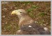 Orel mořský (Haliaeetus albicilla) - Zoopark Chomutov