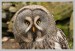 Puštík bradatý (Strix nebulosa) - Zoopark Chomutov