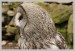 Puštík bradatý (Strix nebulosa)1 - Zoopark Chomutov