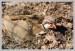 Orebice chukar (Alectoris chukar)