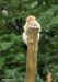 Makak Magot (Macaca Sylvanus)1 - Zoopark Chomutov
