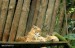 Rys Karpatský (Lynx Lynx) - Zoopark Chomutov