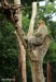 Makak Magot (Macaca Sylvanus) - Zoopark Chomutov