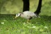 Husa Indická (Anser Indicus)8 - Zoopark Chomutov