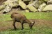 Kozorožec Alpský (Capra Ibex)1 - Zoopark Chomutov