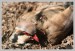 Orebice chukar (Alectoris chukar)1