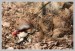 Orebice chukar (Alectoris chukar)3