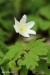 Sasanka hajní (Anemone nemorosa) 1 - Bezručovo údolí