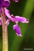 Vstavač mužský (Orchis mascula)  - NPR Úhošt 5