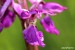 Vstavač mužský (Orchis mascula)  - NPR Úhošt 4