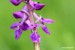 Vstavač mužský (Orchis mascula)  - NPR Úhošt 3