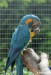 Ara kaninda (Ara glaucogularis) Zoo Ústí nad Labem