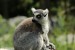 Lemur kata (Lemur catta) Zoo Ústí nad Labem 3