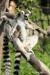 Lemur kata (Lemur catta) Zoo Ústí nad Labem 2