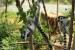 Lemur kata (Lemur catta) Zoo Ústí nad Labem 1