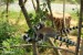 Lemur kata (Lemur catta) Zoo Ústí nad Labem