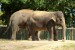 Slon indický Zoo Ústí nad Labem