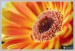 Gerbera