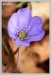 Jaterník podléška (hepatica nobilis)4 - Bezručovo údolí