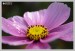 Krásenka zpeřená (Cosmos bipinnatus) - zámek Jezeří
