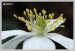 Sasanka hajní (Anemone nemorosa)