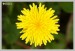 Smetanka lékařská (pampeliška) (Taraxacum officinalis) - Č.Hrádek