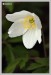 Sasanka hajní (Anemone nemorosa)1 - Bezručovo údolí