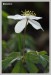 Sasanka hajní (Anemone nemorosa)2