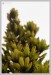 Smrk sivý (Picea glauca "Conica") - Č.Hrádek