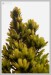 Smrk sivý (Picea glauca "Conica")1 - Č.Hrádek