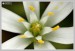 Snědek přímolistý, Snědek Kochův, Bledovka Kochova (Ornithogalum kochii) - Č.Hrádek
