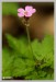 Kakost smrdutý (Geranium robertianum)1