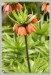 Řebčík královský - císařská koruna ( Fritillaria Imperialis) - Č.Hrádek