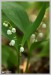 Konvalinka vonná (Convallaria majalis) - Vysoká Pec