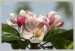 kvetoucí jabloň5 - Č.Hrádek