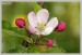 kvetoucí jabloň2 - Č.Hrádek